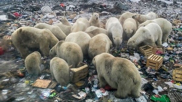 Seçimlerimizle Kutup Canlılarını Nasıl Etkiliyoruz?